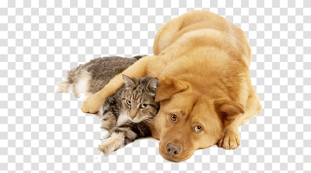 Dog And Cat Dogcat, Pet, Animal, Canine, Mammal Transparent Png