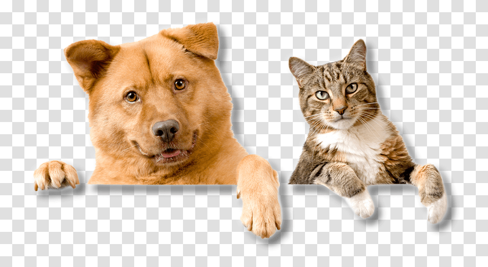 Dog And Cat Hd, Pet, Canine, Animal, Mammal Transparent Png