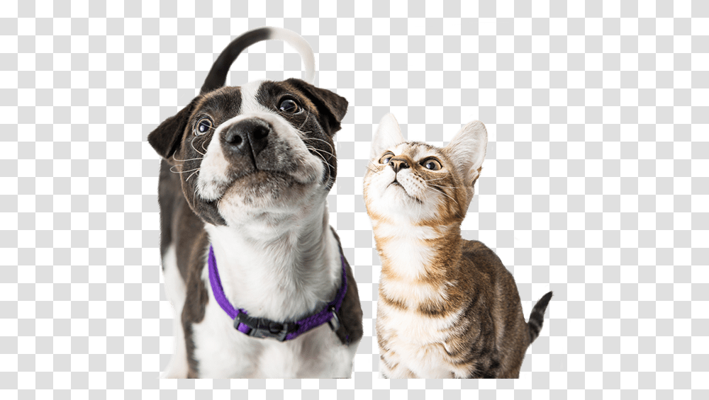 Dog And Cat Looking Up Happy Dog And Cat, Pet, Canine, Animal, Mammal Transparent Png