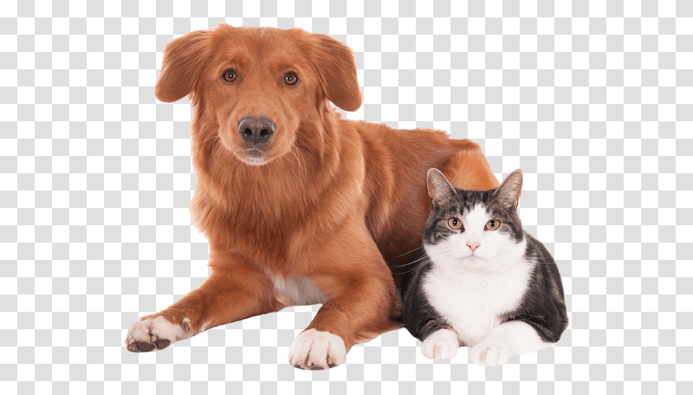 Dog And Cat Mascota Veterinaria, Pet, Canine, Animal, Mammal Transparent Png