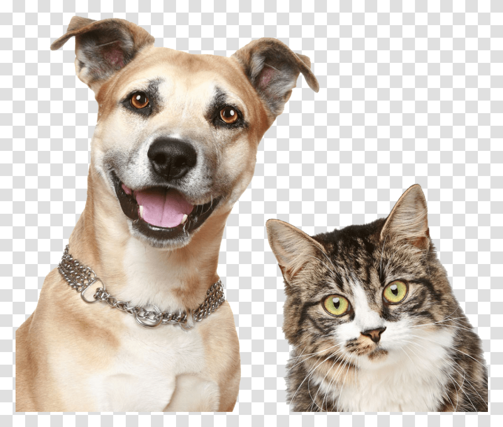 Dog And Cat, Pet, Canine, Animal, Mammal Transparent Png