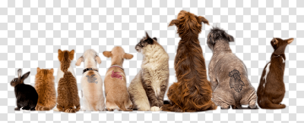 Dog And Cat Sitting On Back, Pet, Canine, Animal, Mammal Transparent Png