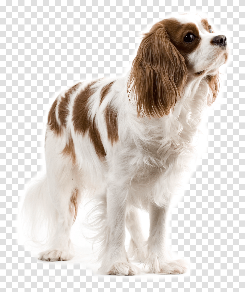 Dog Animal Lovely Dog, Pet, Canine, Mammal, Puppy Transparent Png