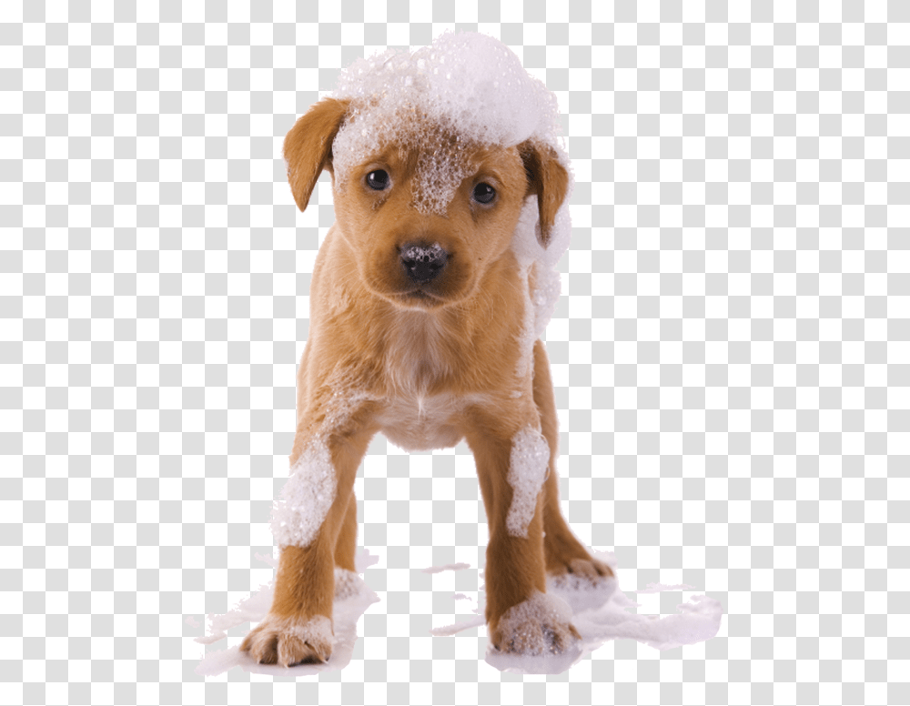 Dog Animal Pet Dogsofpicsart Cute Bath Ftestickers Dog Wash, Canine, Mammal, Puppy, Golden Retriever Transparent Png