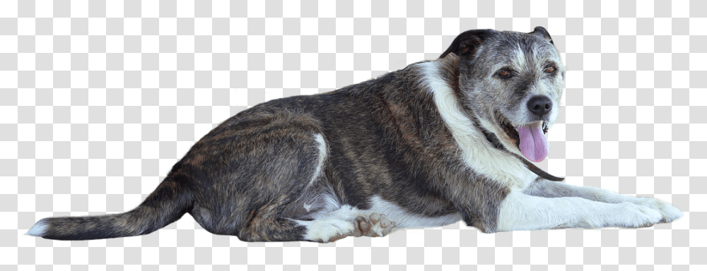 Dog Animal Public Domain Image, Pet, Canine, Mammal, Husky Transparent Png