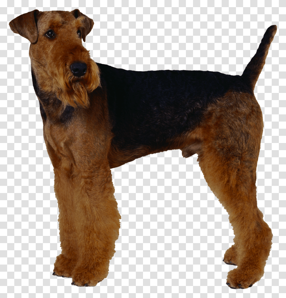 Dog, Animals, Airedale, Terrier, Pet Transparent Png
