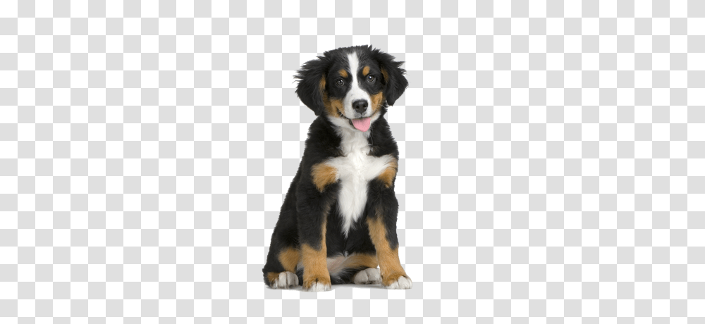 Dog, Animals, Appenzeller, Pet, Canine Transparent Png