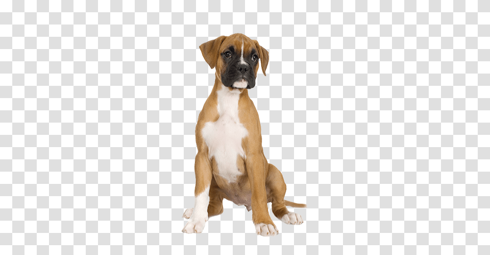 Dog, Animals, Boxer, Bulldog, Pet Transparent Png