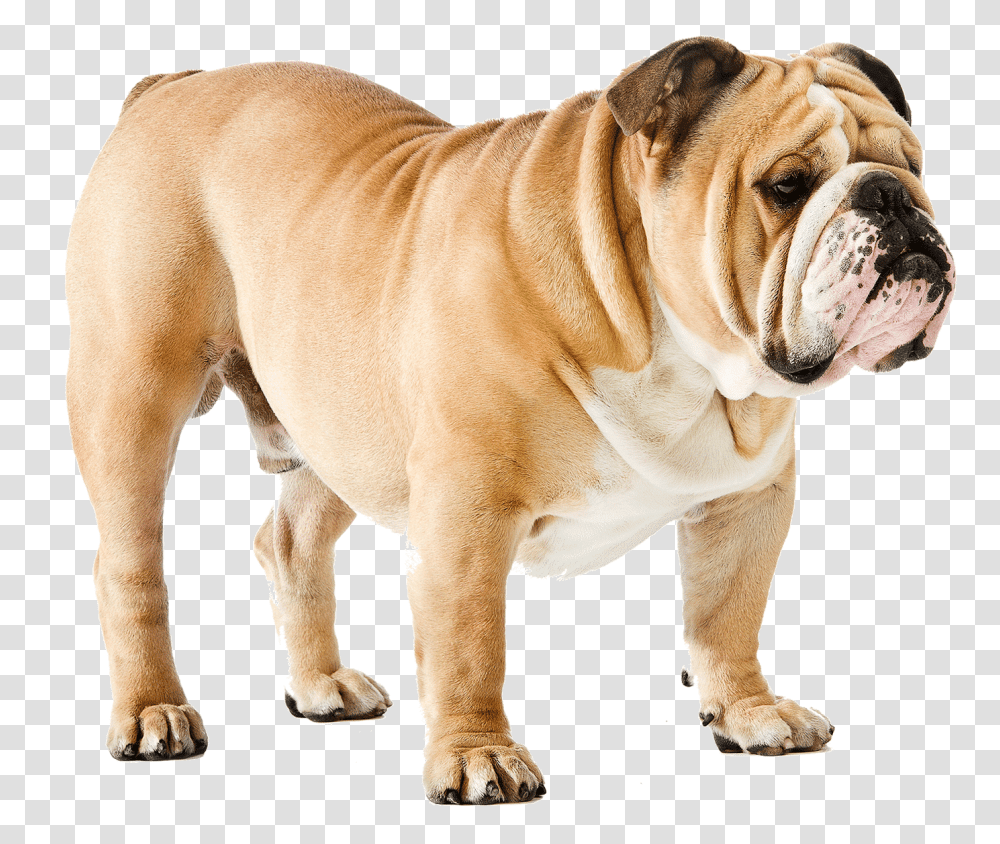 Dog, Animals, Bulldog, Pet, Canine Transparent Png