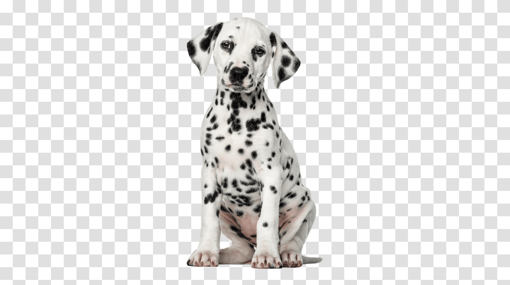 Dog, Animals, Canine, Mammal, Pet Transparent Png