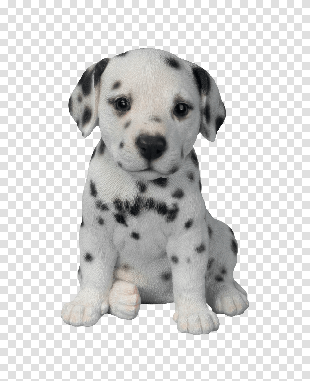 Dog, Animals, Canine, Mammal, Pet Transparent Png