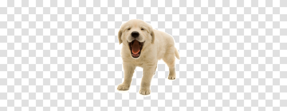 Dog, Animals, Canine, Mammal, Puppy Transparent Png