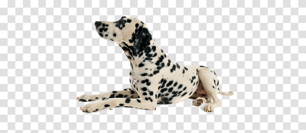 Dog, Animals, Dalmatian, Pet, Canine Transparent Png