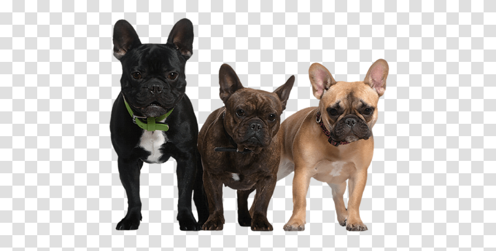Dog, Animals, French Bulldog, Pet, Canine Transparent Png