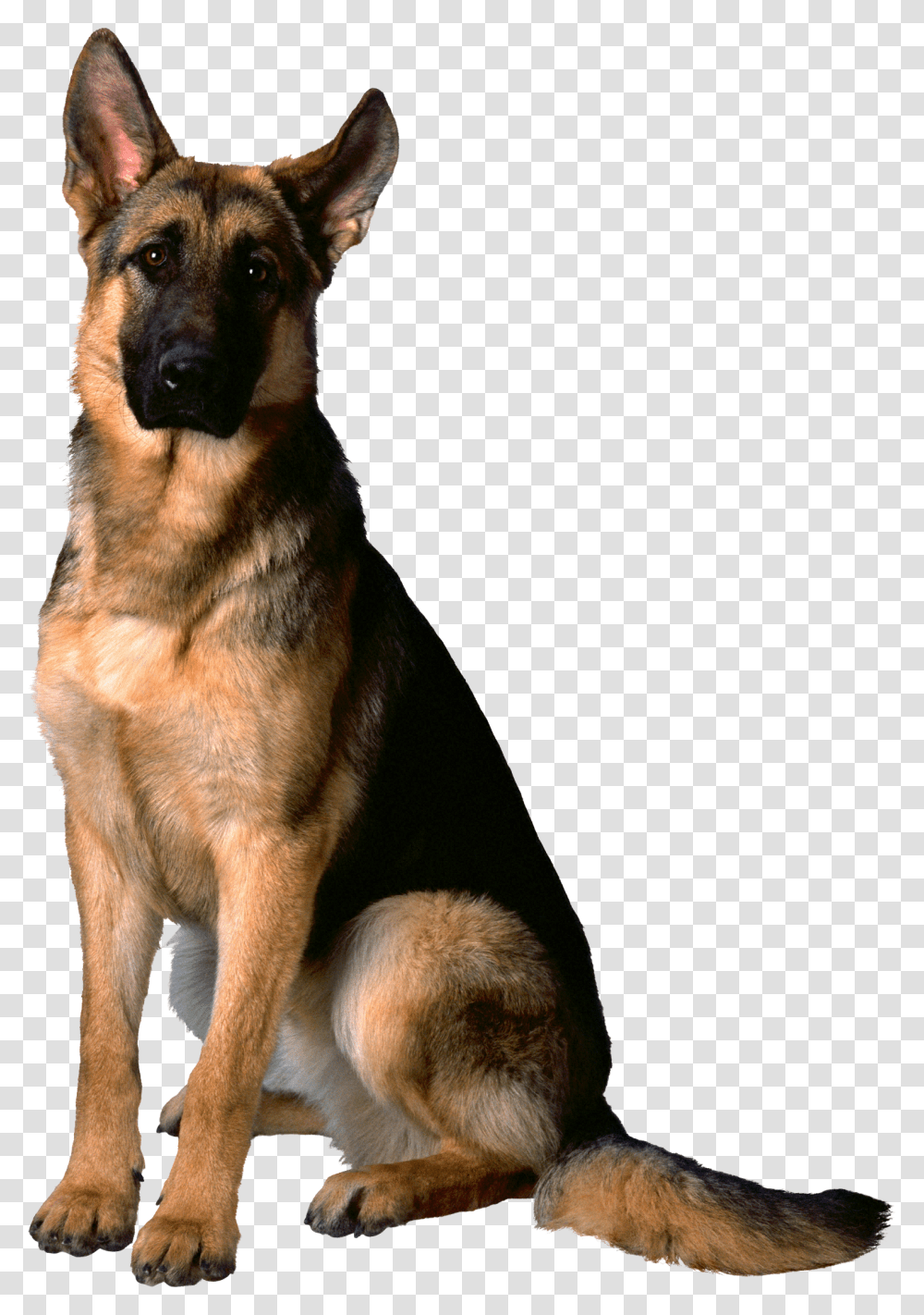 Dog, Animals, German Shepherd, Pet, Canine Transparent Png