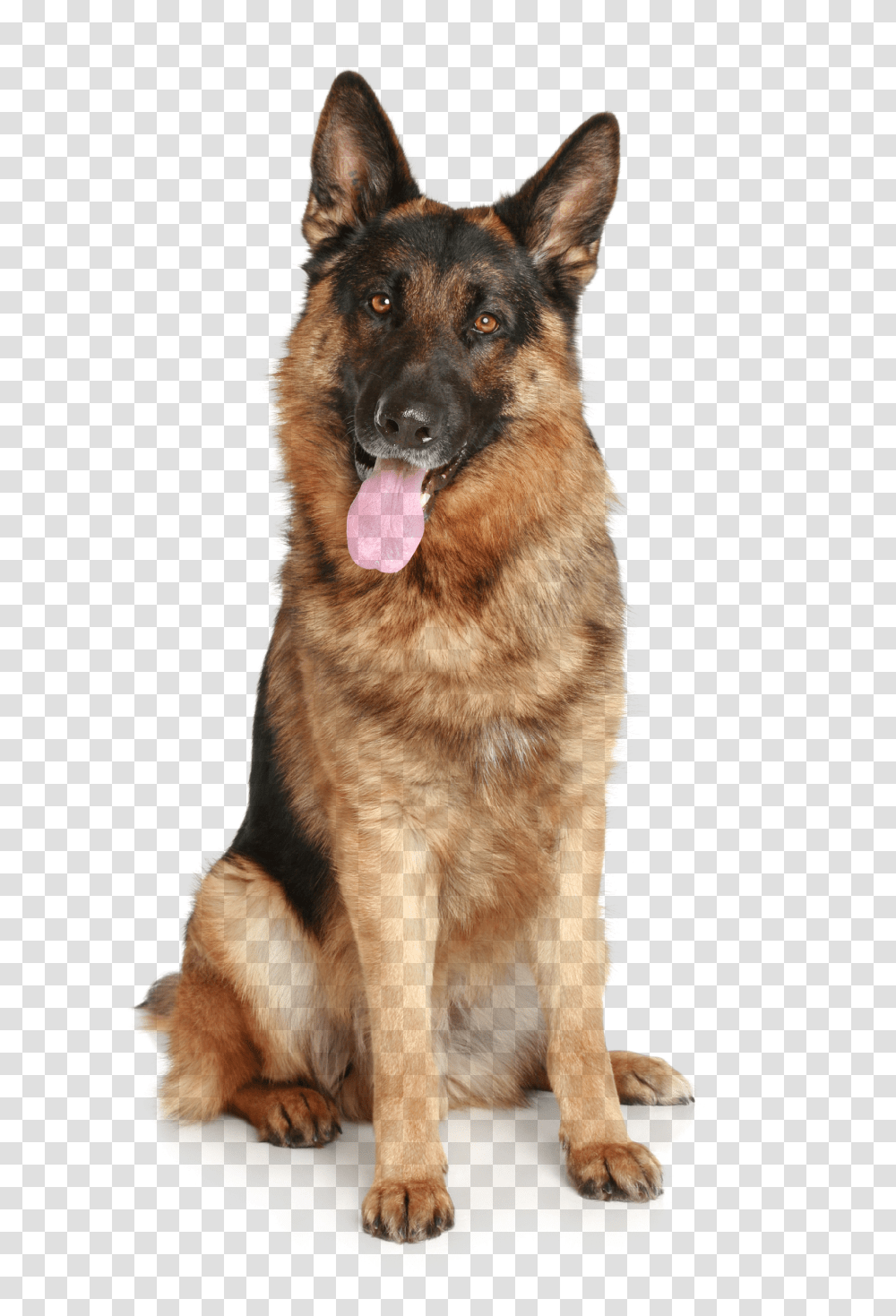 Dog, Animals, German Shepherd, Pet, Canine Transparent Png