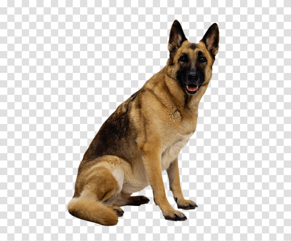 Dog, Animals, German Shepherd, Pet, Canine Transparent Png
