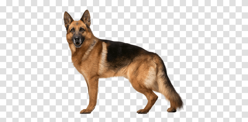 Dog, Animals, German Shepherd, Pet, Canine Transparent Png