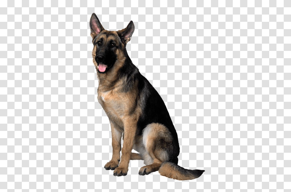 Dog, Animals, German Shepherd, Pet, Canine Transparent Png