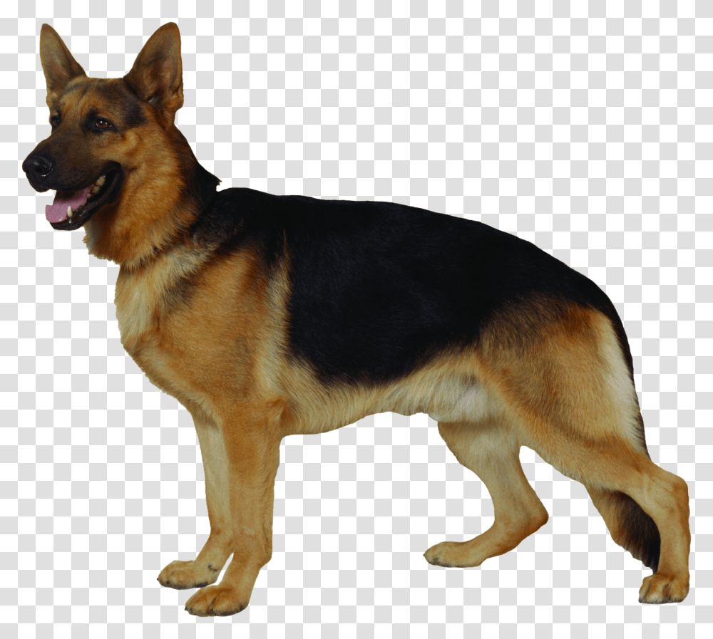 Dog, Animals, German Shepherd, Pet, Canine Transparent Png