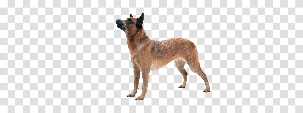 Dog, Animals, German Shepherd, Pet, Canine Transparent Png