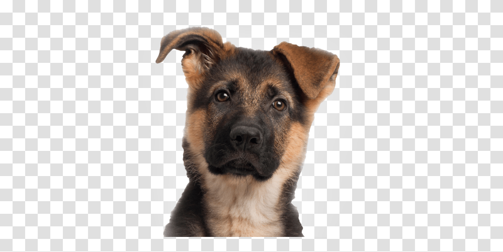 Dog, Animals, German Shepherd, Pet, Canine Transparent Png