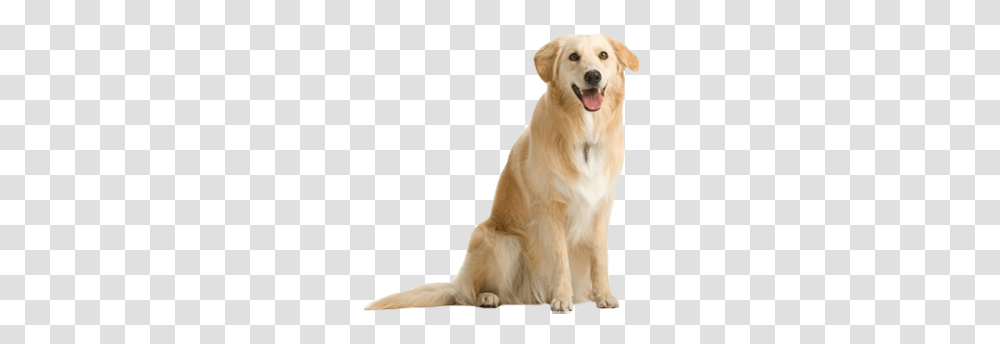 Dog, Animals, Golden Retriever, Pet, Canine Transparent Png