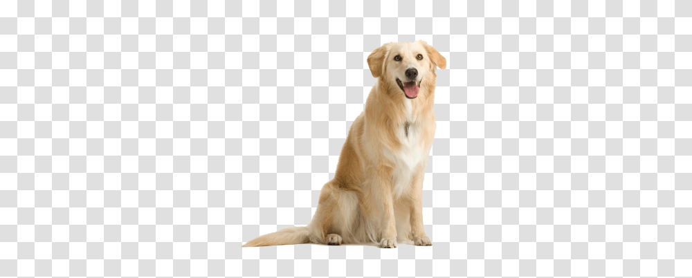 Dog, Animals, Golden Retriever, Pet, Canine Transparent Png