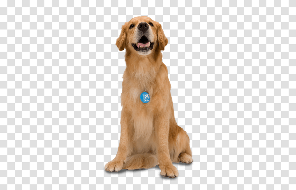 Dog, Animals, Golden Retriever, Pet, Canine Transparent Png