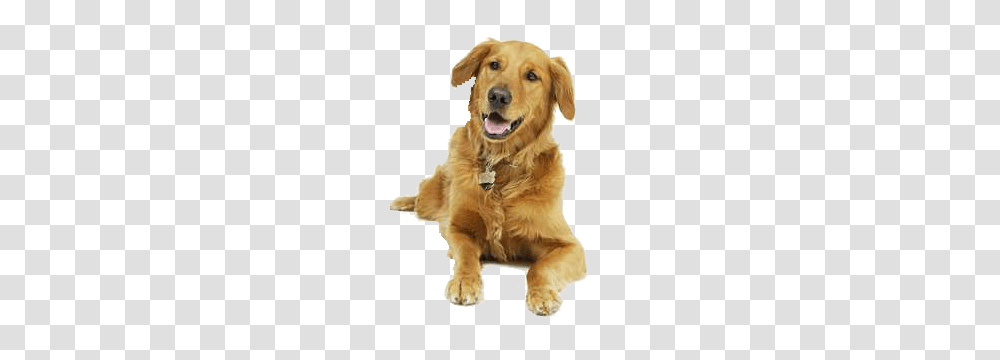 Dog, Animals, Golden Retriever, Pet, Canine Transparent Png