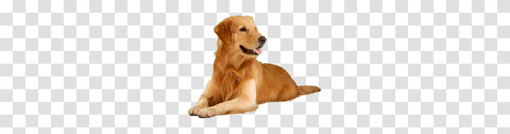 Dog, Animals, Golden Retriever, Pet, Canine Transparent Png