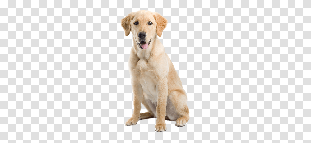 Dog, Animals, Golden Retriever, Pet, Canine Transparent Png