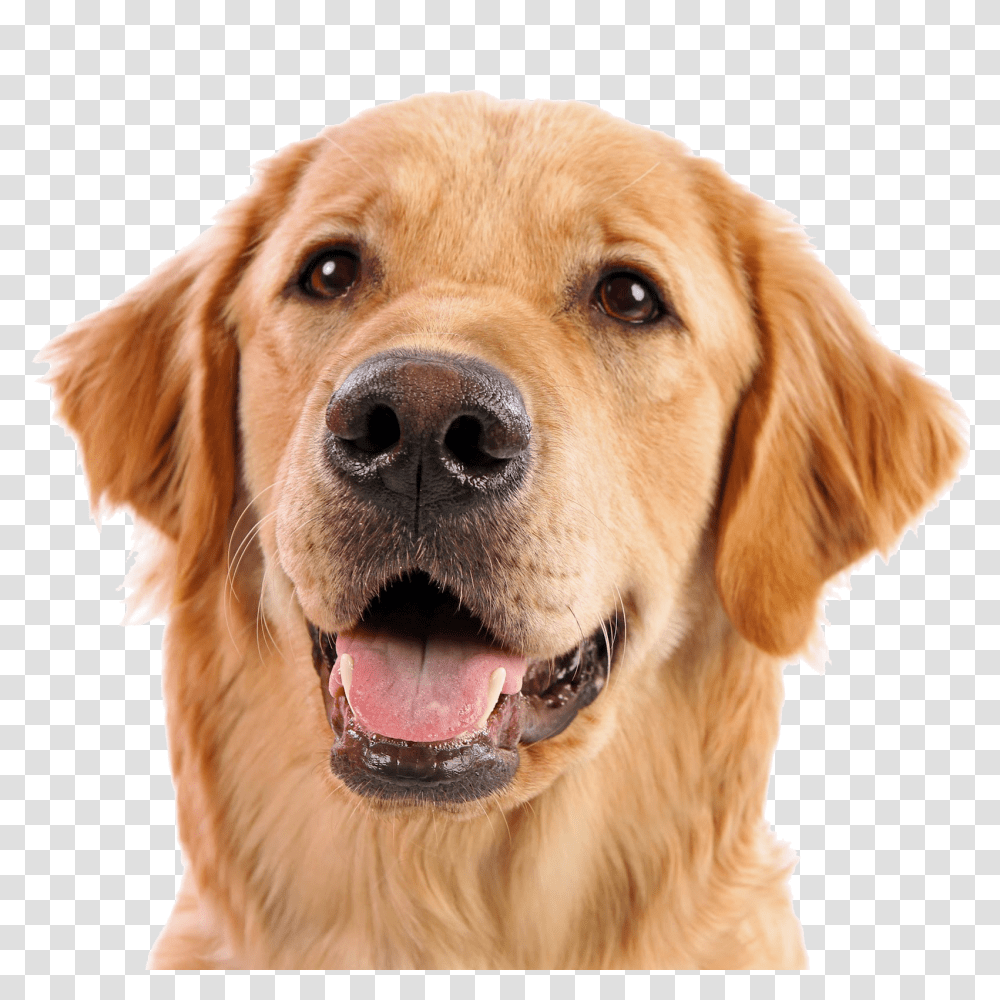 Dog, Animals, Golden Retriever, Pet, Canine Transparent Png