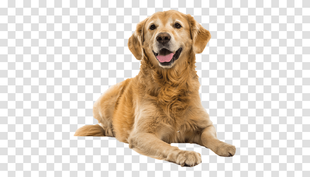 Dog, Animals, Golden Retriever, Pet, Canine Transparent Png