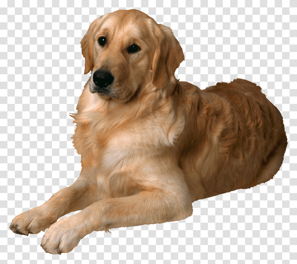 Dog, Animals, Golden Retriever, Pet, Canine Transparent Png