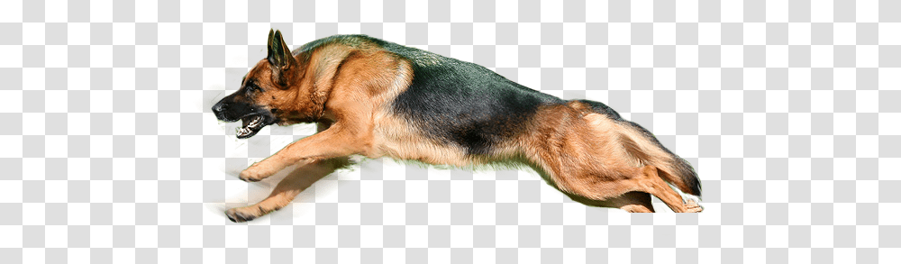 Dog, Animals, Hound, Pet, Canine Transparent Png