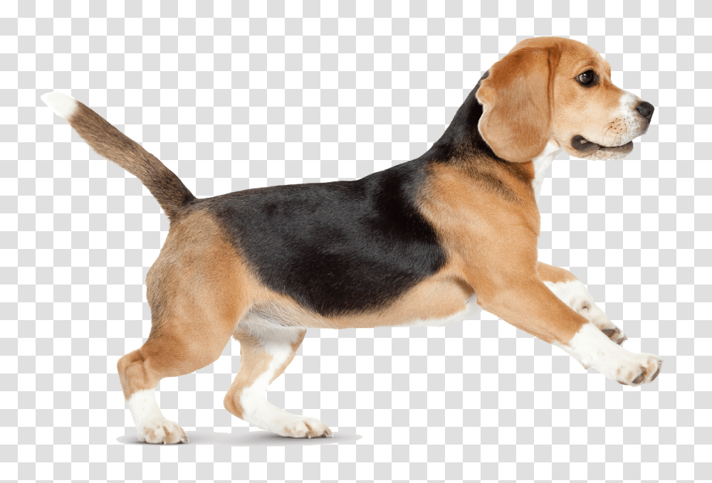 Dog, Animals, Hound, Pet, Canine Transparent Png