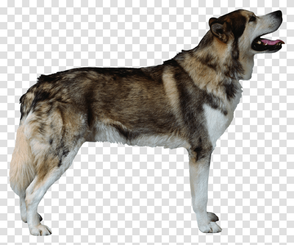 Dog, Animals, Husky, Pet, Canine Transparent Png