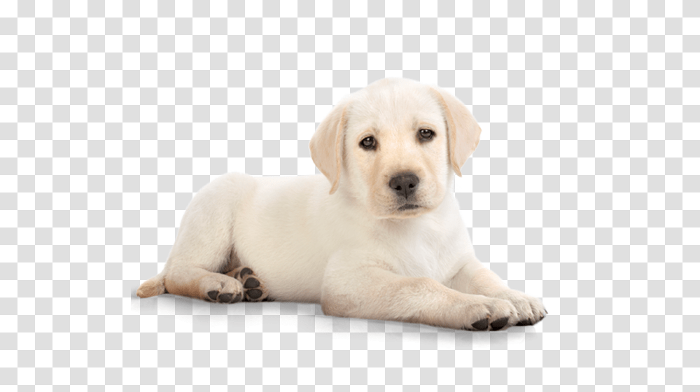 Dog, Animals, Labrador Retriever, Pet, Canine Transparent Png