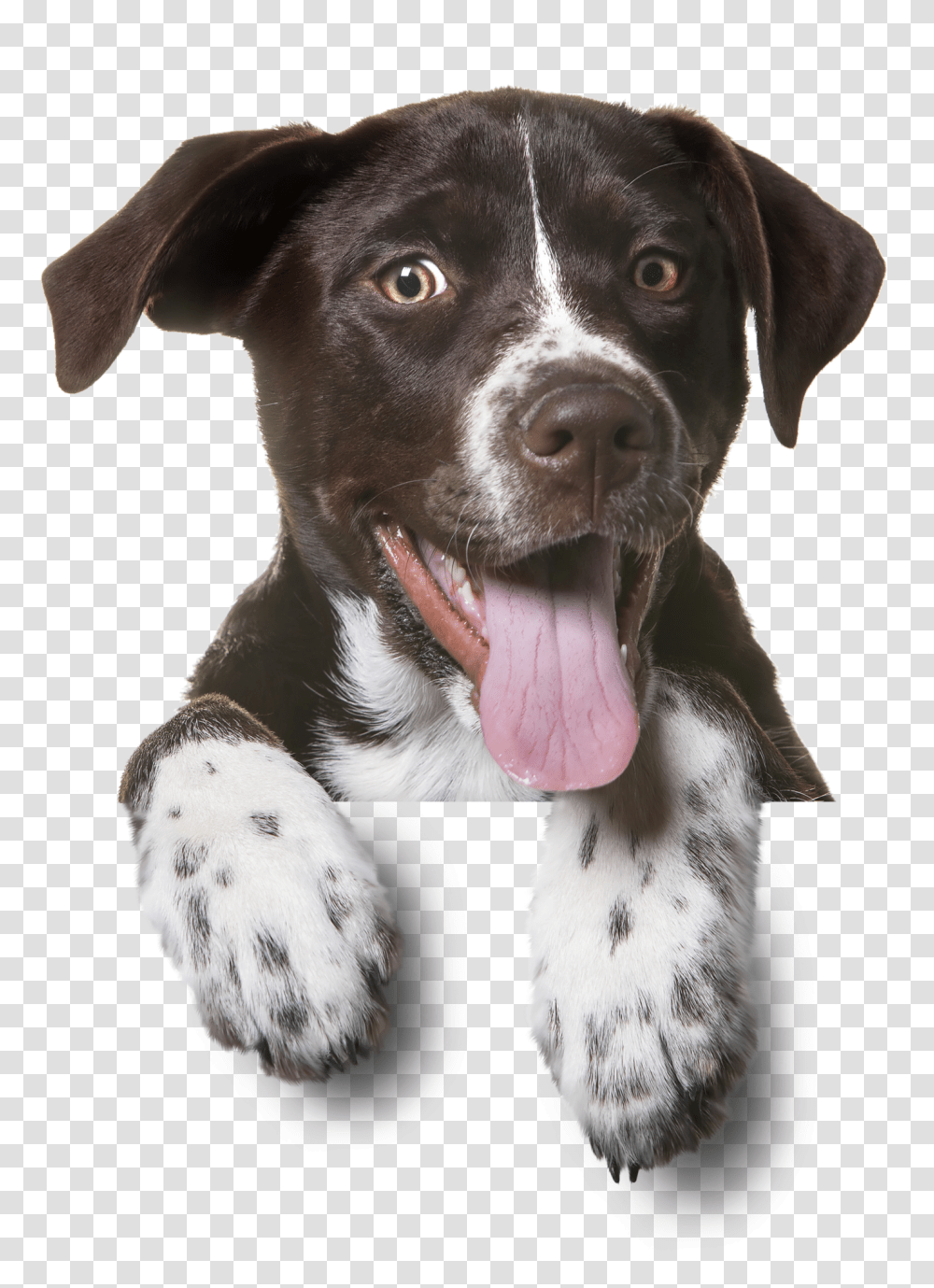 Dog, Animals, Labrador Retriever, Pet, Canine Transparent Png