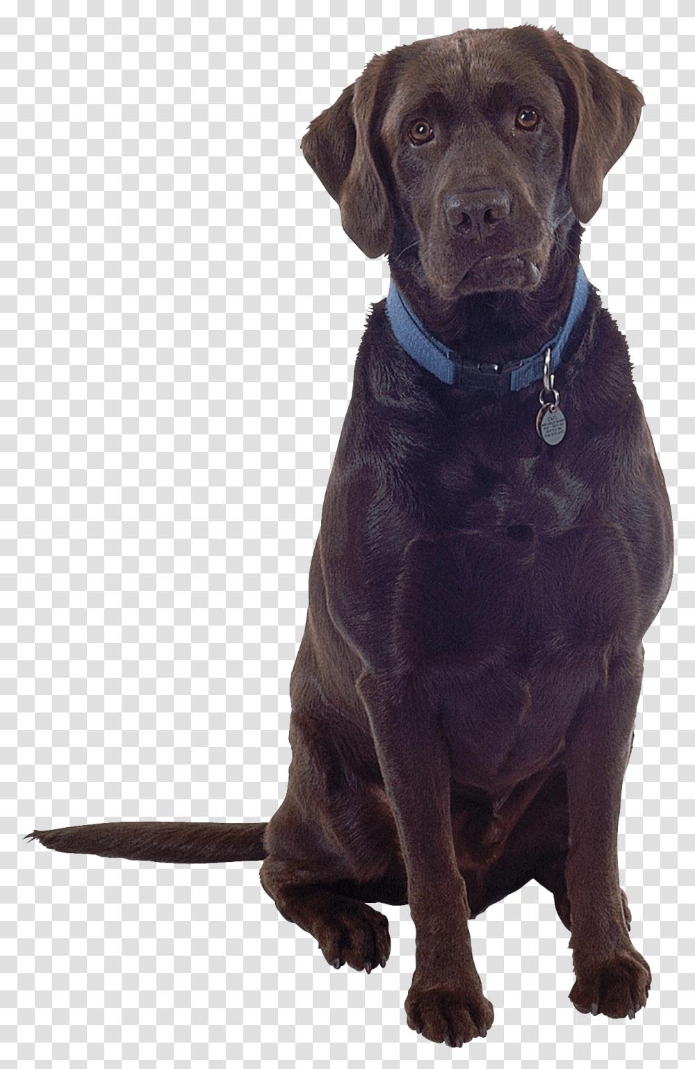 Dog, Animals, Labrador Retriever, Pet, Canine Transparent Png