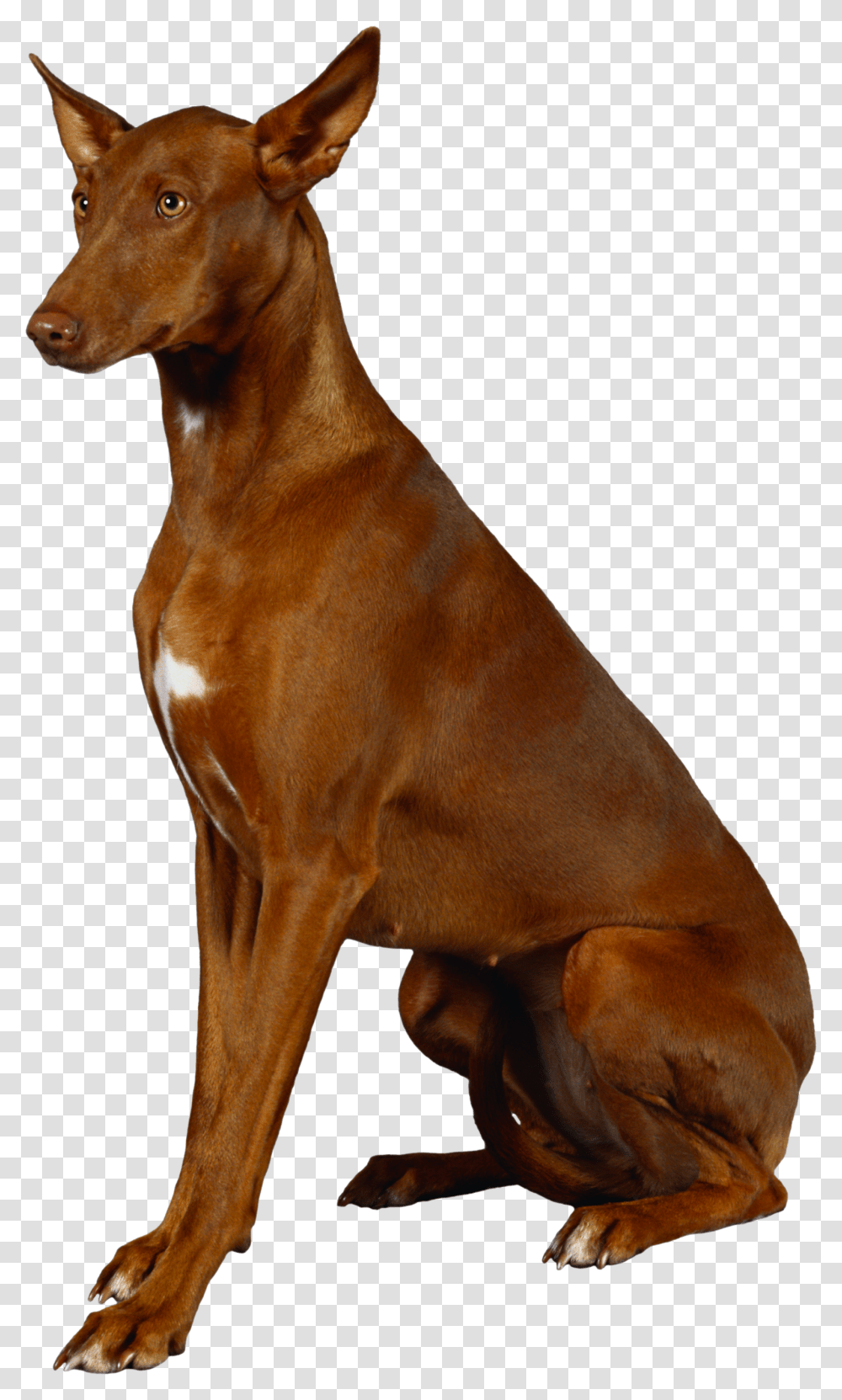 Dog, Animals, Mammal, Pet, Canine Transparent Png