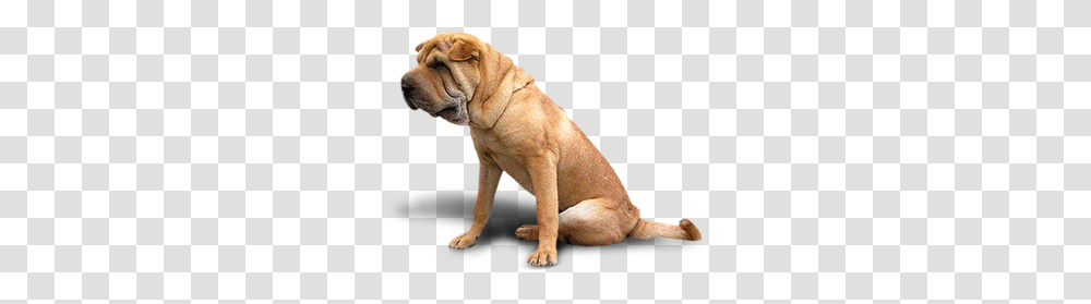 Dog, Animals, Pet, Canine, Mammal Transparent Png