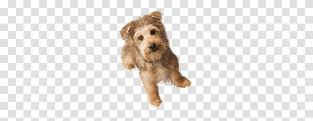 Dog, Animals, Pet, Canine, Mammal Transparent Png