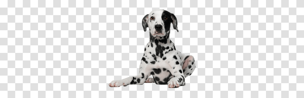 Dog, Animals, Pet, Canine, Mammal Transparent Png