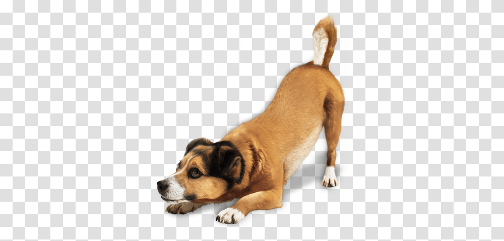 Dog, Animals, Pet, Canine, Mammal Transparent Png