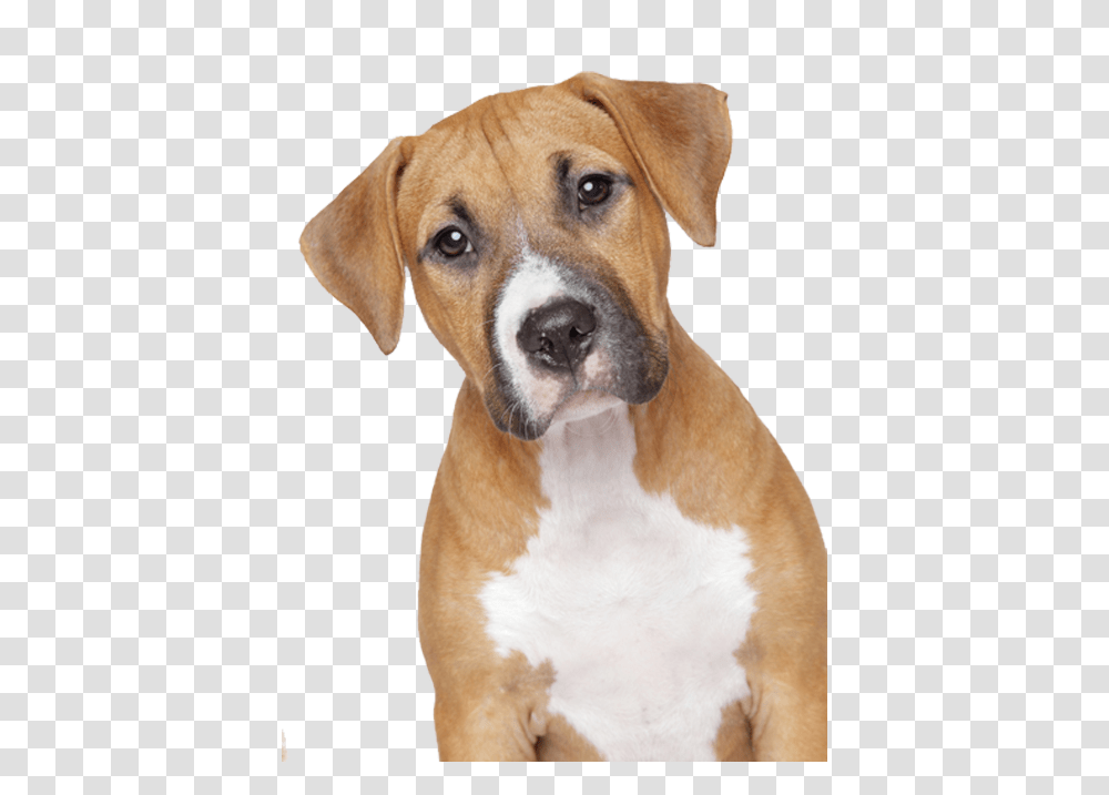 Dog, Animals, Pet, Canine, Mammal Transparent Png