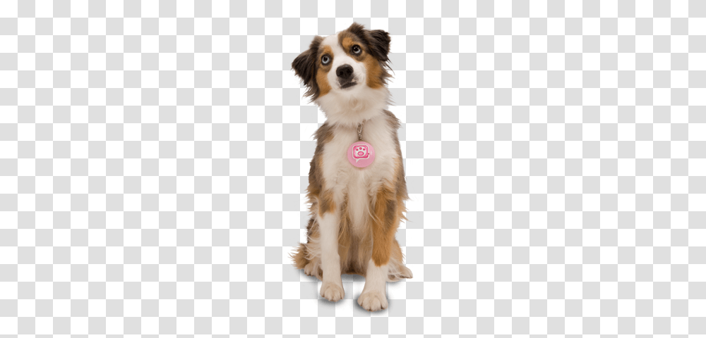 Dog, Animals, Pet, Canine, Mammal Transparent Png