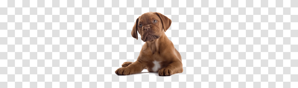 Dog, Animals, Pet, Canine, Mammal Transparent Png