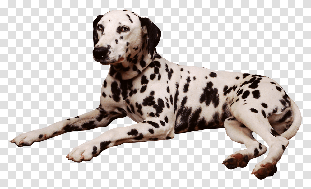 Dog, Animals, Pet, Canine, Mammal Transparent Png